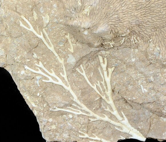 Ordovician Bryozoans (Pseudohornea) Plate - Estonia #50017